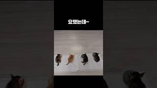 아기고양이들 확대과정 ㅋㅋ       #새끼고양이#냥줍#심쿵고양이