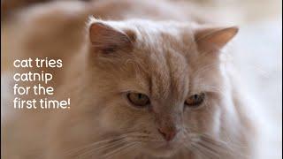 Maine coon cat reacts to catnip pillow | funny cat video | maine coon mix