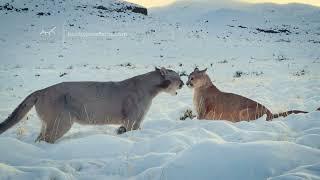 Patagonia Andean Pumas mating