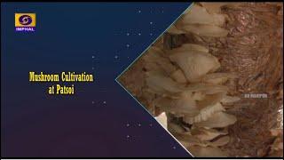 Agriculture Programme | Mushroom Cultivation at Patsoi