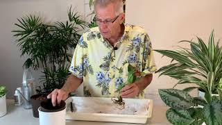 How to Transplant Soil Plants into Hydroponics - The Basics - Part 1 of 2