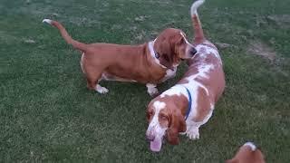 Basset Hounds Howling and Baying