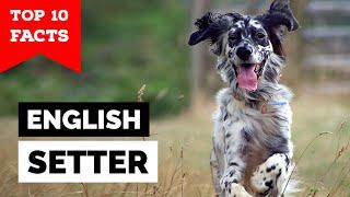 English Setter - Top 10 Facts