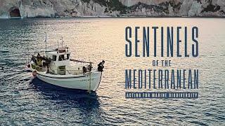 Documentary | Sentinels of the Mediterranean: Acting for Marine Biodiversity