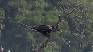 Eastern Jungle Crow - 1 (SHRIKANT MADHAV KELKAR)