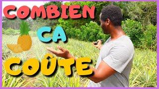 Combien pour DÉBUTER dans la Culture de l'Ananas ?  | Investir en Guinée