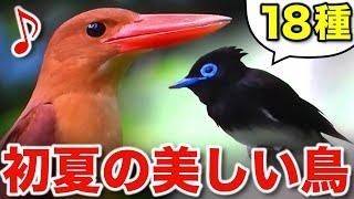 これぞ自然の魅力！楽しみながら学べる野鳥の解説動画！【さえずり付き】