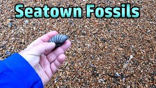 Seatown Fossils – Hunting for a Prize Specimen (but No Luck This Time)