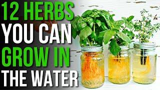 12 Herbs You Can Grow in Water! | How to Grow Herbs in Water