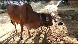 Bana dairy farm sursura kishanganr ajmer rajasthan 8104584096