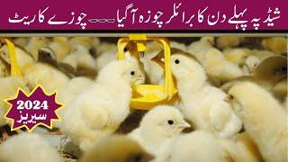 Broiler chicken farming for beginners | First day broiler chick rate | | Broiler | | Chicken |