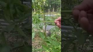 Tips on growing Tomatoes #gardening #garden #vegetablegardening #tomatoes