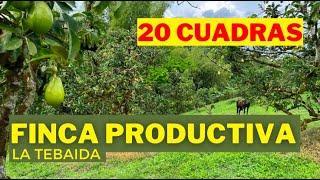 20 CUADRAS - Se vende finca productiva La Tebaida Quindío