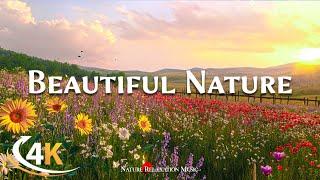 4K Beautiful Flower Field (UHD) Scenery with Relaxing Music | Sleep, Study, Work, Meditation