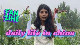 Fan Zihe's daily life in China: picking home-grown vegetables【16:9】