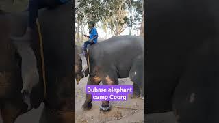 Dubare Elephant Camp #coorg #hillstation #animals