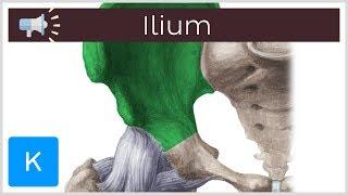 Ilium | Anatomical Terms Pronunciation by Kenhub