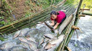 How to catch giant fish traditionally with bamboo on natural streams, to sell at the market