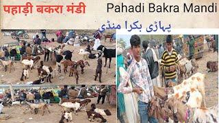 पहाड़ी बकरा मंडी Pahadi Bakra Mandi