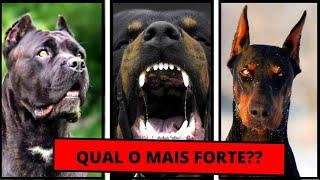 Rottweiler vs Doberman vs Cane corso - Qual o melhor cão de guarda???