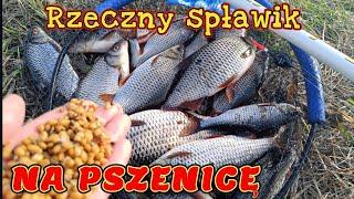 Fakty. "PLAGA" RYB OPANOWAŁA RZEKĘ! DRAPIEŻNIKI I BIAŁORYB. DZIŚ PŁOCIE BRAŁY NA PSZENICĘ