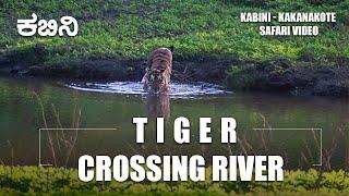 Tiger Crossing River - Kabini   #Tiger #Nagarahole #Nagaraholetigerreserve #kabini #river #wildlife