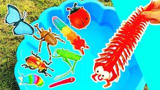 Learn Bug Insect Names for Babies Toddlers Preschoolers Kids: Caterpillar Ladybug Centipede