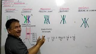 PROFASE I MEIOSIS - LEPTONEMA - CIGONEMA - PAQUINEMA - DIPLONEMA - DIACÍNESIS