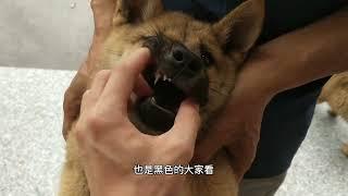 猎犬 ，还有条中华田园 金钱尾 虎头猫耳