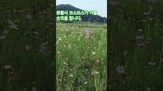 #경주가볼만한곳#경주#분황사#코스모스#당간지주#가을손짓#코스모스군락지#