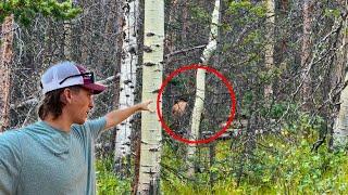 I can’t believe we saw this deep in the Colorado mountains!