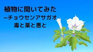 植物に聞いてみた　～チョウセンアサガオ