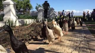 Indian Runner Ducks