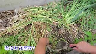 2020 採收大蒜 Harvest Garlic 後院菜園種菜 Backyard Vegetable Garden 憋大蒜