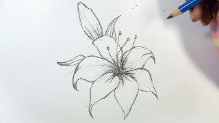 How to Draw a Lily Flower Step by Step | Hihi Pencil