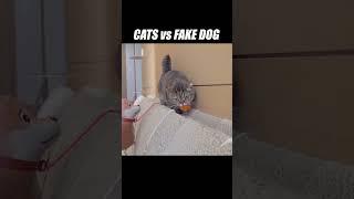 Man's best friend is cat's worst enemy???? #kittisaurus #cats #vs #dog