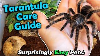 How to Care for Tarantulas!