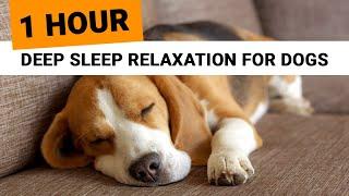 Relaxing Music & Nature Sounds for Dogs (1 Hour) Calm your Dog | Stop Anxiety, Make your Dog Sleep