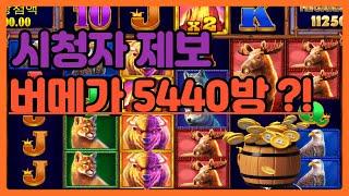 [슬롯] 버메가 54만 원을 태워?! 상남자 시청자분 제보 영상 (Buffalo King Megaways)