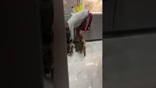 Это он говорил, что котов не любит