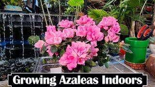 How to Grow Azaleas Indoors