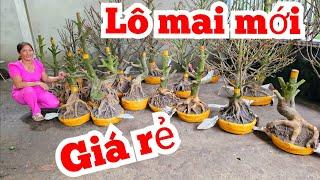 Thủy  0823700129 Mai Giảo Thủ Đức 19/9 Chợ Gạo miền tây tôi yêu ltk bonsai (@MaivàngQuêdừa)