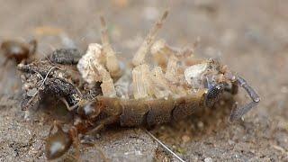 Ant Dragging Woodlouse Carcase  - Macro Video / Photography - Panasonic + Raynox - Macro Shots