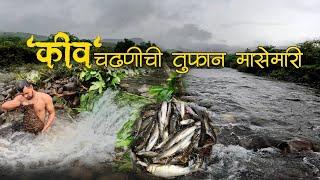 @KokaniSanketVlogs 'कीव' चढणीची मासेमारी, बाप रे!!पाण्यात बुडून काढावे लागतात मासे. #चढणीचेमासे