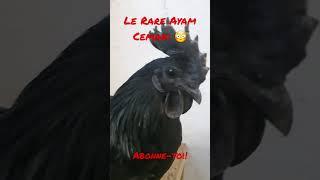 Ayam Cemani - jeune coq très rare #rooster #coq #noir #magnifique #shorts #poulailler #feed