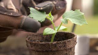 How to Grow From Seed | Mitre 10 Easy As Garden