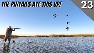 There Were Pintails Everywhere.. | Texas Public Land Duck Hunting