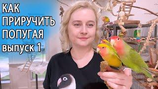 КАК ПРИРУЧИТЬ ПОПУГАЯ | ОСНОВЫ ПСИХОЛОГИИ