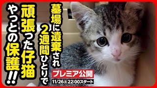 【子猫保護】去年と同じ墓場に、また捨て猫が...ひとりぼっちで逃げ回っていた子猫を保護しました