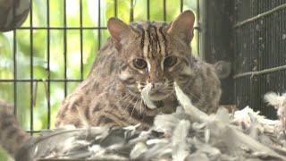 北市動物園與學界合作 野放小石虎前進行趨避訓練｜20230605 公視晚間新聞